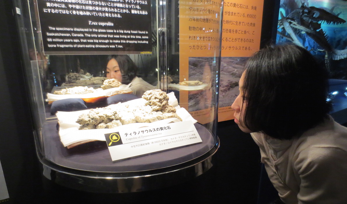 今、うんちの化石がアツい？！ − 名古屋市科学館の「恐竜・化石研究所