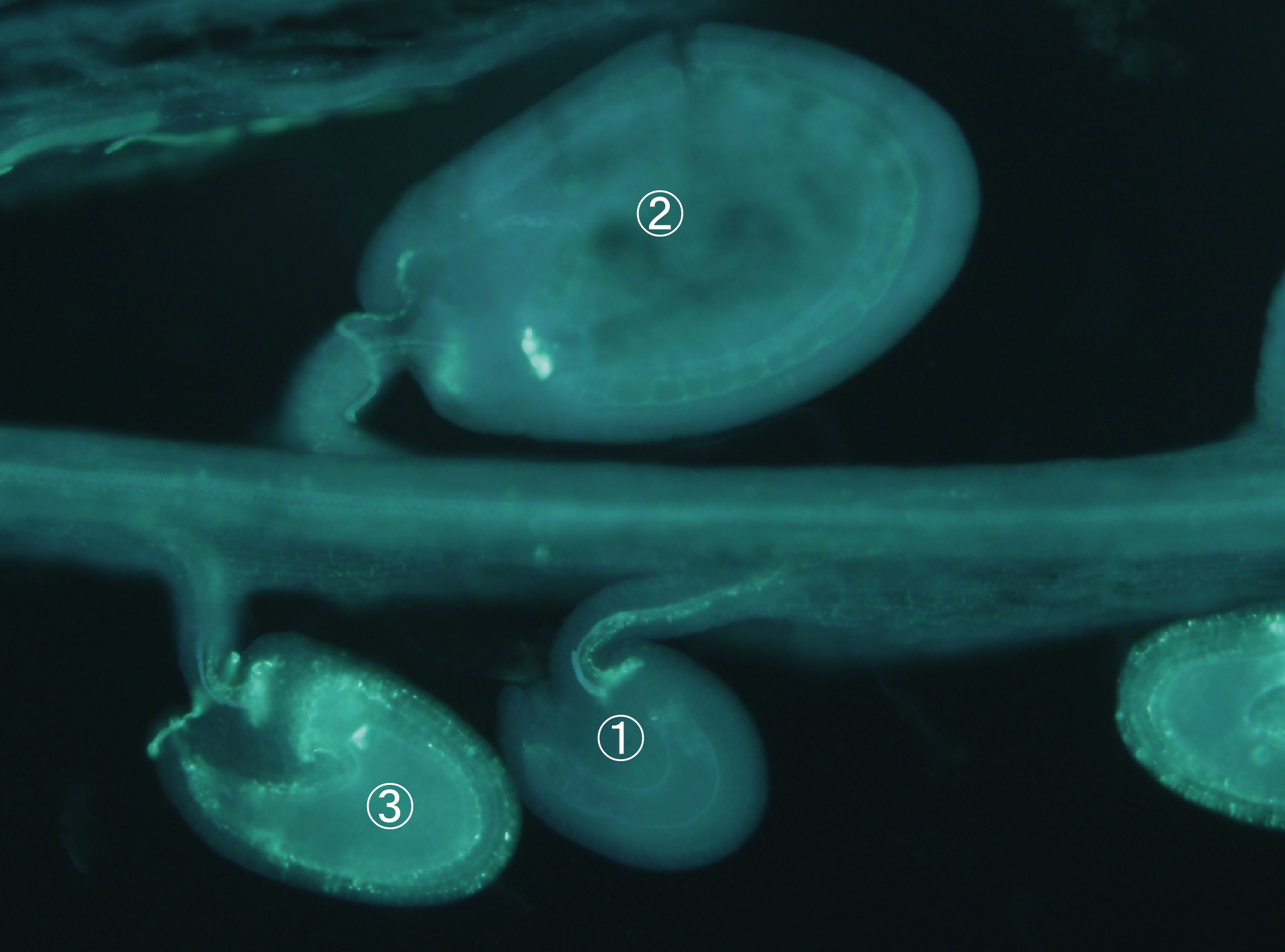 受精しなくても胚珠は発達する？ – 植物界の常識を覆す新たな現象、POEMに迫る！