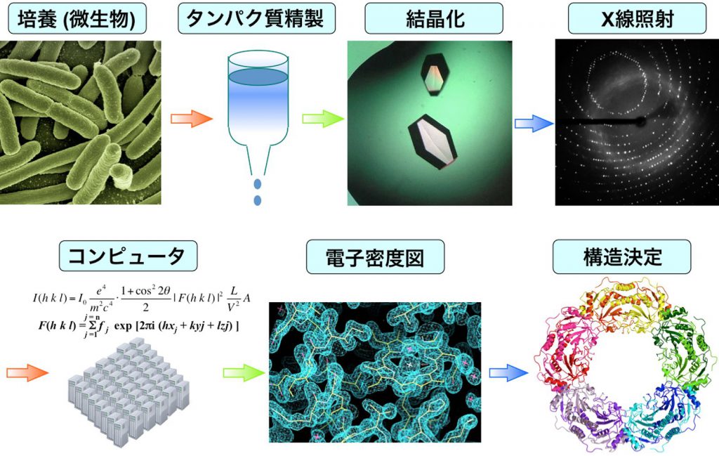 タンパク質の形を迅速に決定する手法で拓く、タンパク質構造ダイナミクス研究の新時代 | academist Journal