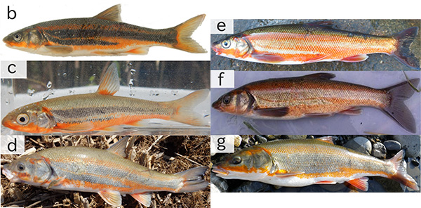 釣り人の写真は貴重な資料 Web上の写真をもとに川魚ウグイの繁殖生態を明らかにする Academist Journal