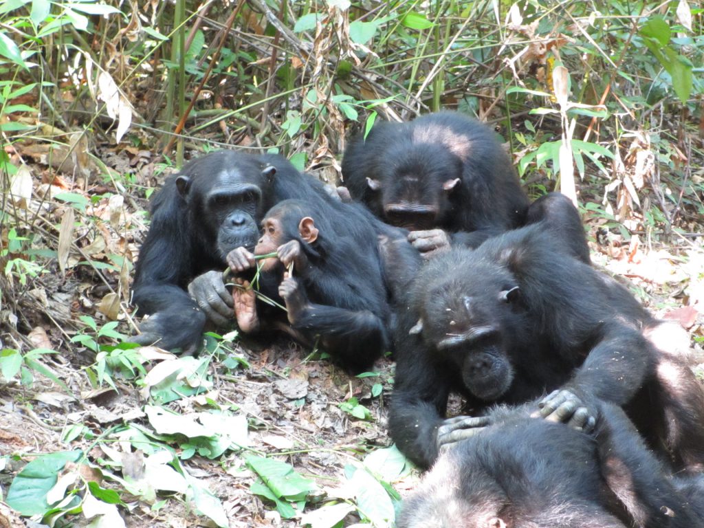 チンパンジーは 三にして立つ 行動研究から示唆されるチンパンジーの栄養的自立の時期 Academist Journal