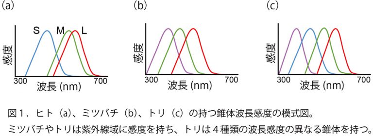 霊長類の色覚進化の道筋を探って 3色型色覚は顔色を見分けるのに適している? academist Journal
