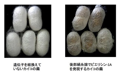 ゲル成分でできた繭を作るカイコ モンシロチョウが持つタンパク質をカイコの絹糸腺で発現 Academist Journal