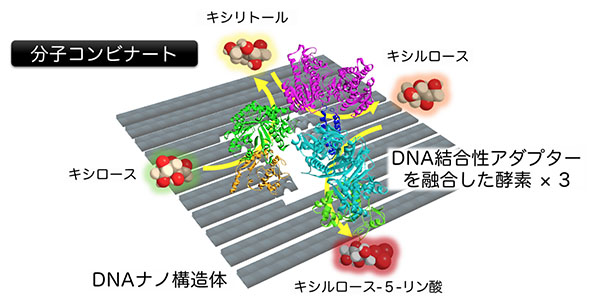 酵素を“1分子ずつ”狙った場所に配置する – 多段階反応を効率的に進行