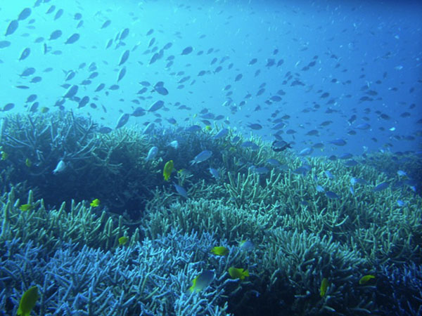 進みゆく海洋酸性化とサンゴ礁生態系への影響評価 − 最新の生物飼育実験系と高解像度観察技術で挑む | academist Journal