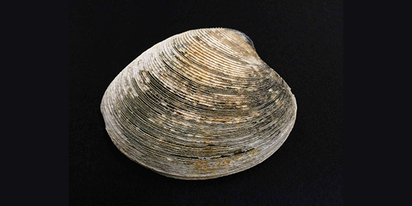 92歳の長生き貝 津波を生き延びていた 日本最長寿の二枚貝殻が明らかにする地球環境変動 Academist Journal