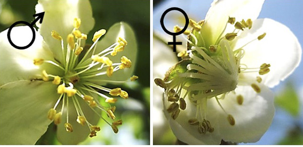 キウイフルーツから探る 植物の性別 の進化 Academist Journal