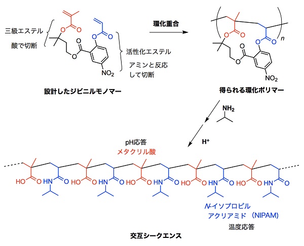 シークエンスが制御された高分子の合成 – 温度応答とpH応答機能を交互 