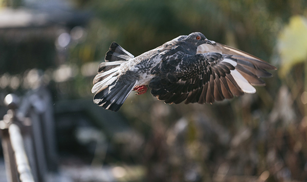 なぜ哺乳類と鳥類は大きな脳を進化させることができたのか ビッグデータが解明する脳サイズ進化の謎 Academist Journal