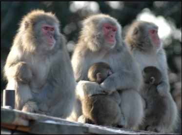 ニホンザルのiPS細胞の製作に成功！ – 「霊長類学」の新たな可能性