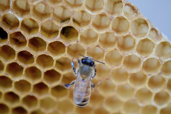 ミツバチがつくる「ハニカム構造」の謎 – ミツロウの自己組織化をシミュレーションで検証する academist Journal
