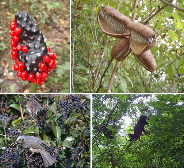 鳥の種まき追跡 3年間の大規模調査で探る 森の果実の量と種のゆくえ Academist Journal
