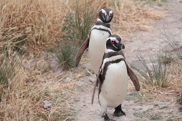 マゼランペンギンのメスが多くストランディングする謎 バイオロギングで明らかになった人為的影響の雌雄差 Academist Journal