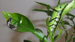 鳥の糞から柑橘類の葉へ アゲハ幼虫の変身を制御する遺伝子の発見 Academist Journal