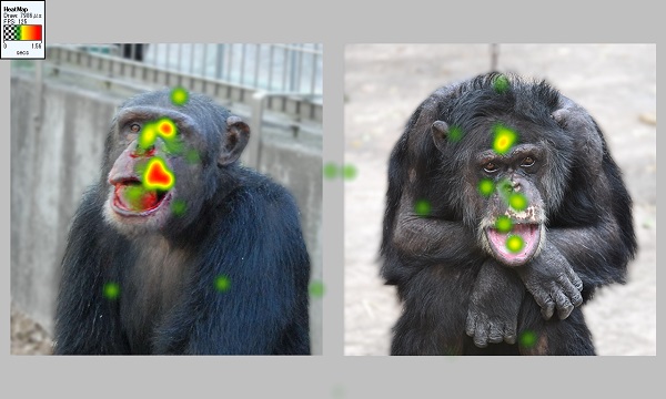 チンパンジーの心のはたらき 他者の怪我への情動的反応を探る Academist Journal