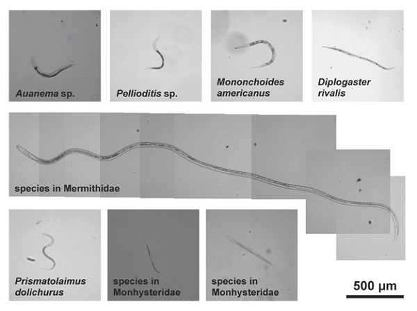 死の湖からヒトの500倍のヒ素耐性を持つ線虫を発見 極限環境生物の適応を理解する糸口に Academist Journal