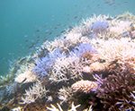 サンゴの大規模白化によって魚類生態系サービスの経済価値はどう変化したか？ – 日本最大のサンゴ礁・石西礁湖での危機