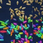 種子の形を機械学習で測る – シミュレーション画像を活用した教師データ作成で「植物フェノタイピング」を効率化