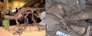 北極圏を横断した恐竜 – アラスカの化石を再検証してわかった、ハドロサウルス大繁栄の秘訣