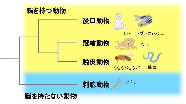 動物はいつから眠るようになったのか 脳のないヒドラから睡眠の起源を探る Academist Journal