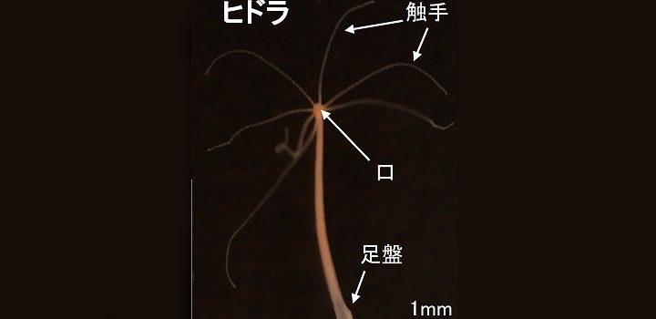 動物はいつから眠るようになったのか 脳のないヒドラから睡眠の起源を探る Academist Journal