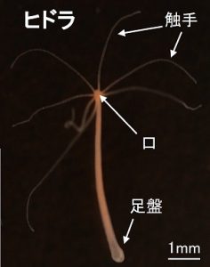 動物はいつから眠るようになったのか? – 脳のないヒドラから睡眠の起源を探る | academist Journal