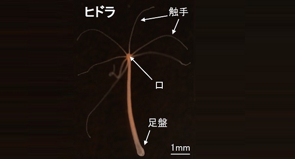 動物はいつから眠るようになったのか 脳のないヒドラから睡眠の起源を探る Academist Journal