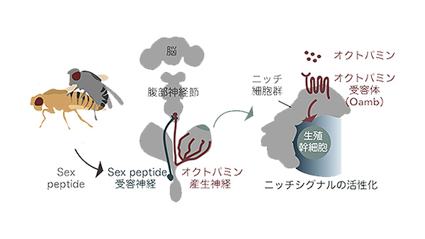 神経が幹細胞の分裂を活性化する仕組み – 交尾によって生殖幹細胞が