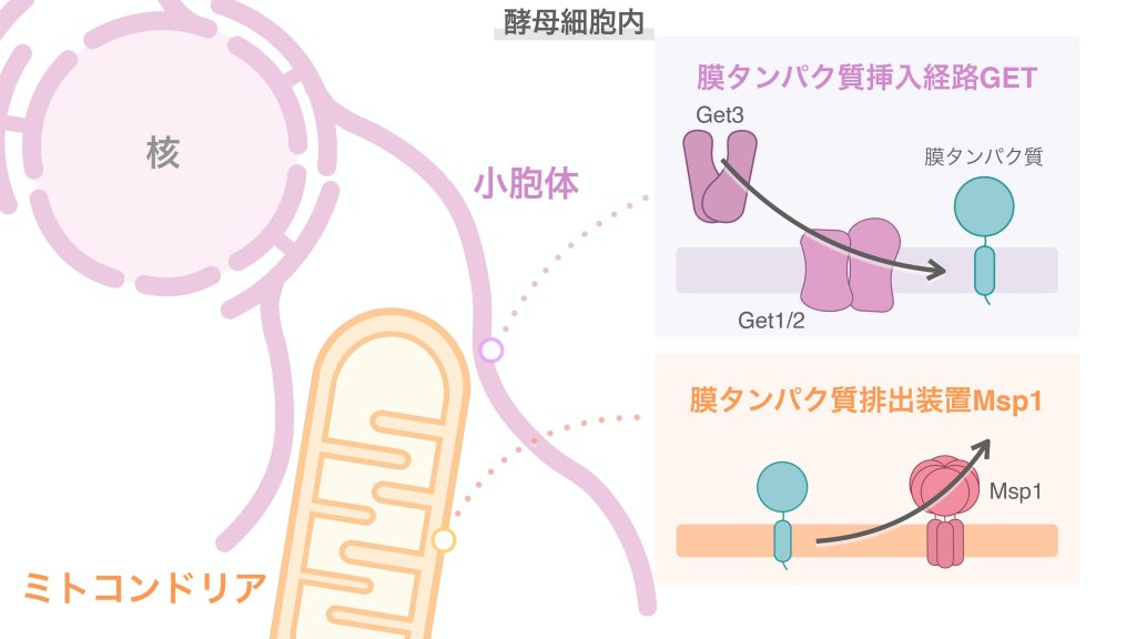 ミトコンドリアの健康管理には、他の細胞小器官との連携が重要 Academist Journal