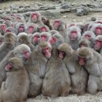 小豆島の巨大猿団子から探る動物の防寒