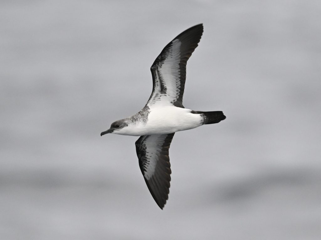 海鳥の分布を調べ、保全に活かす！ – 小笠原諸島でのオガヒメ調査報告