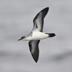 海鳥の分布を調べ、保全に活かす！ – 小笠原諸島でのオガヒメ調査報告